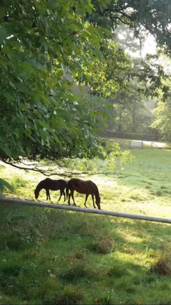 Gite Incontournable Avec Sauna Et Piscine Dans Un Petit Paradis Du Barbant Wallon Villers-la-Ville Kültér fotó
